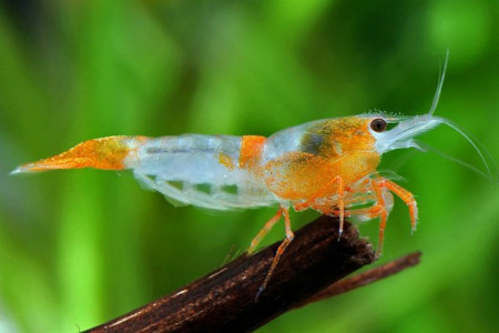 neocaridina davidi var. orange rili