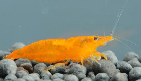neocaridina davidi var. orange