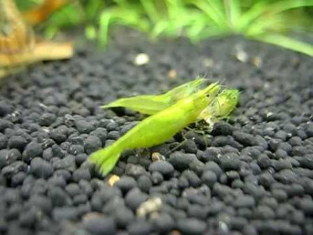 neocaridina davidi var. green