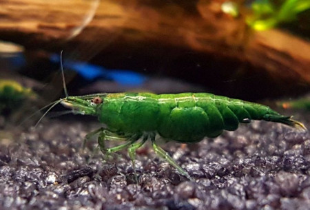 neocaridina davidi var. green jade