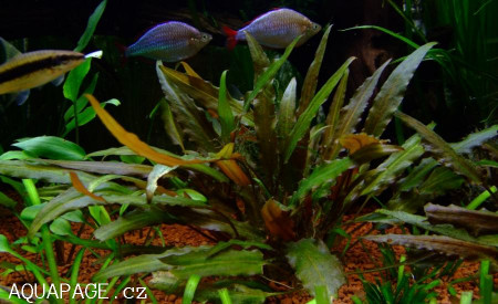 cryptocoryne petchii