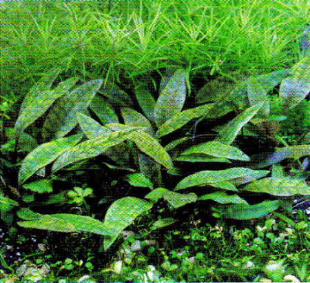 cryptocoryne purpurea