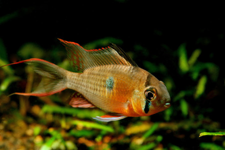 mikrogeophagus altispinosus