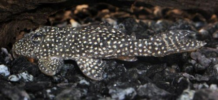 zz hypancistrus sp. l136