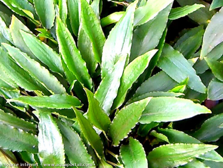 cryptocoryne undulata var.