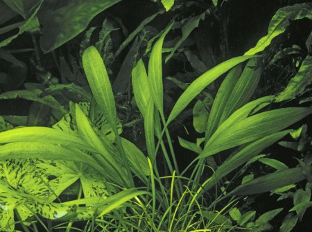 echinodorus palaefolius var. latifolius