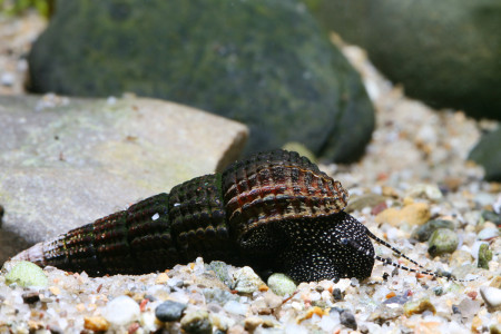 tylomelania patriarchalis (sarasin & sarasin, 1897)