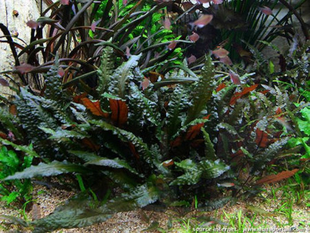 cryptocoryne wendtii var. mi oya 