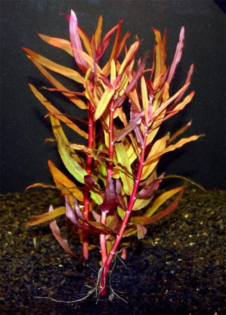 ammannia gracilis