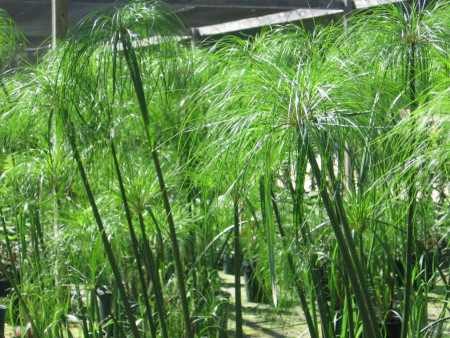 cyperus papyrus
