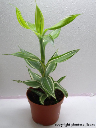 dracaena sanderiana