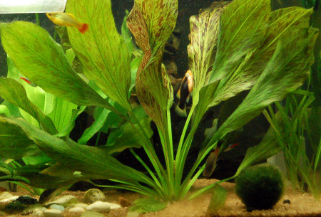 echinodorus  ozelot