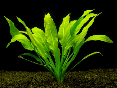 echinodorus amazonicus