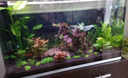 aquariophile Sebastien.rnx