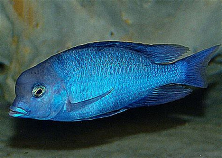 aquariophile Seb36