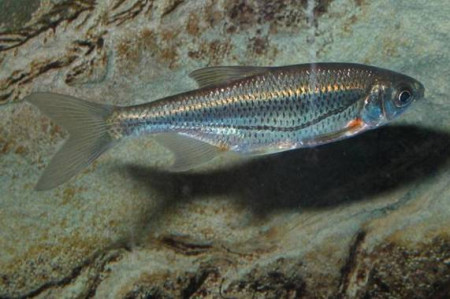 alburnoides bipunctatus 
