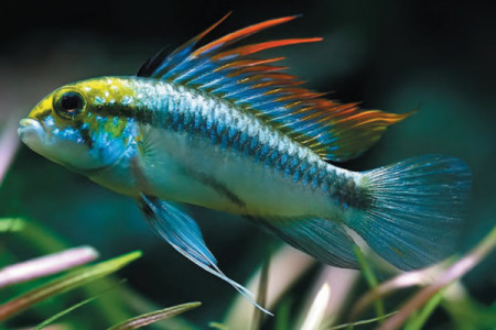 apistogramma trifasciata