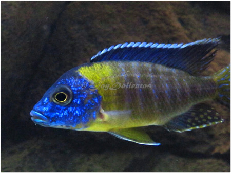 aulonocara stuartgranti