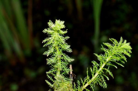 myriophyllum alterniflorum