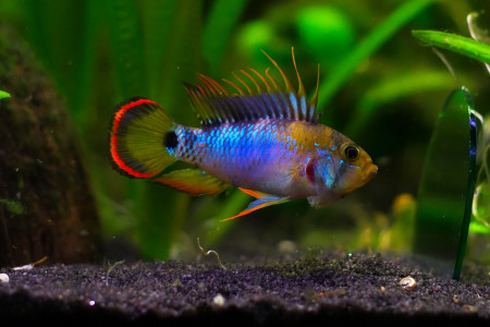 apistogramma baenschi