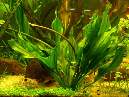 echinodorus aschersonianus