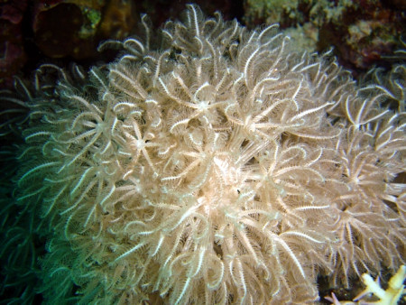 anthelia glauca