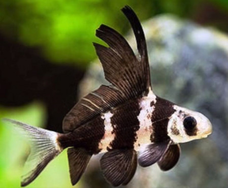 myxocyprinus asiaticus