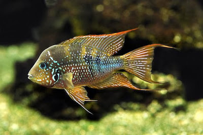 thorichthys aureus