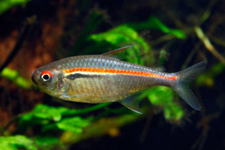 hyphessobrycon amapaensis