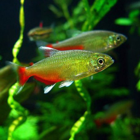 aphyocharax rathbuni