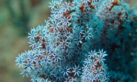 acalycigorgia sp blue sea fan