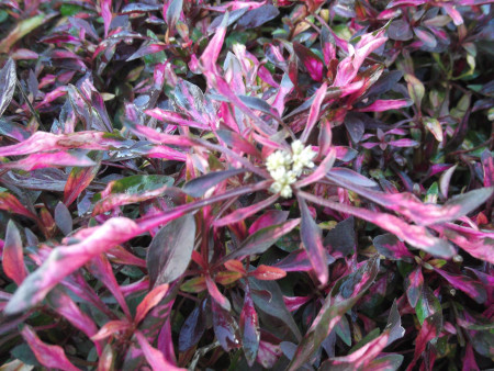 alternanthera bettzichiana