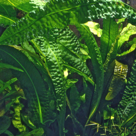 aponogeton boivinianus