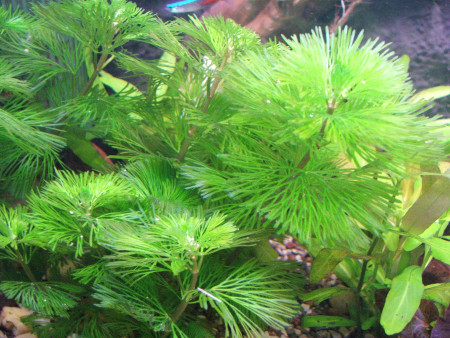 cabomba aquatica
