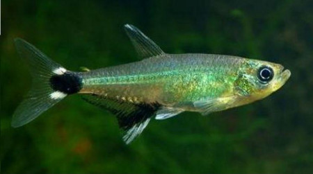 aphyocharax paraguayensis