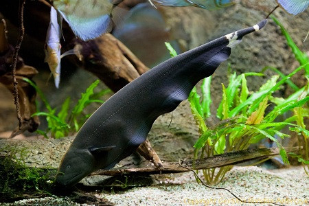 apteronotus albifrons