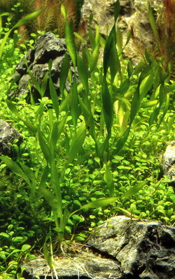 vallisneria americana 'mini twister'