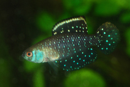 austrolebias nigripinnis
