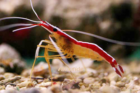lysmata amboinensis