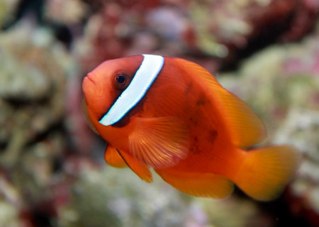 amphiprion frenatus