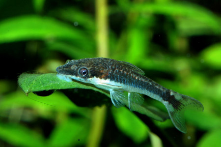 otocinclus bororo