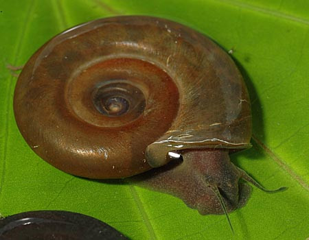 biomphalaria glabrata
