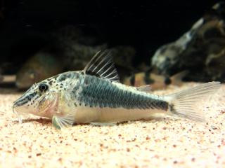 corydoras semiaquilus