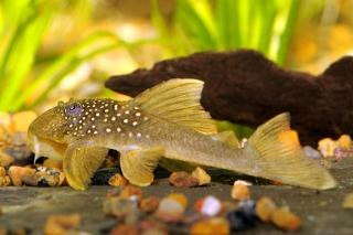 hemiancistrus chlorostictus