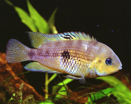 cryptoheros septemfasciatus