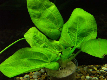 echinodorus horizontalis