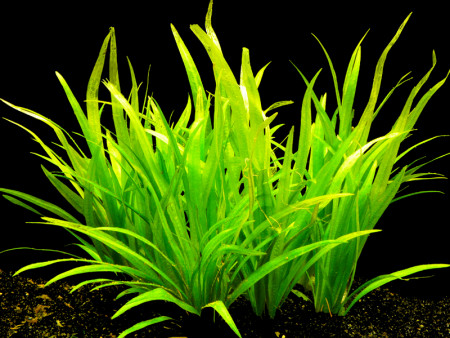 echinodorus latifolius