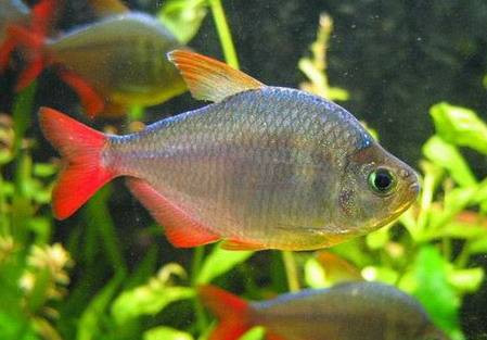 hyphessobrycon columbianus