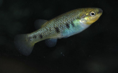 characodon lateralis