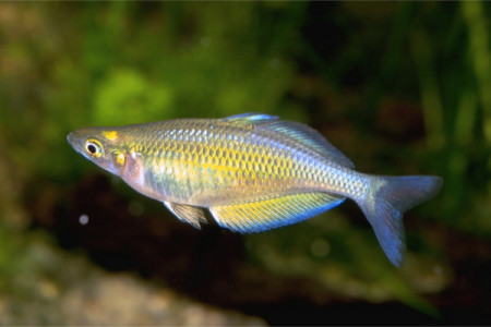 chilatherina fasciata
